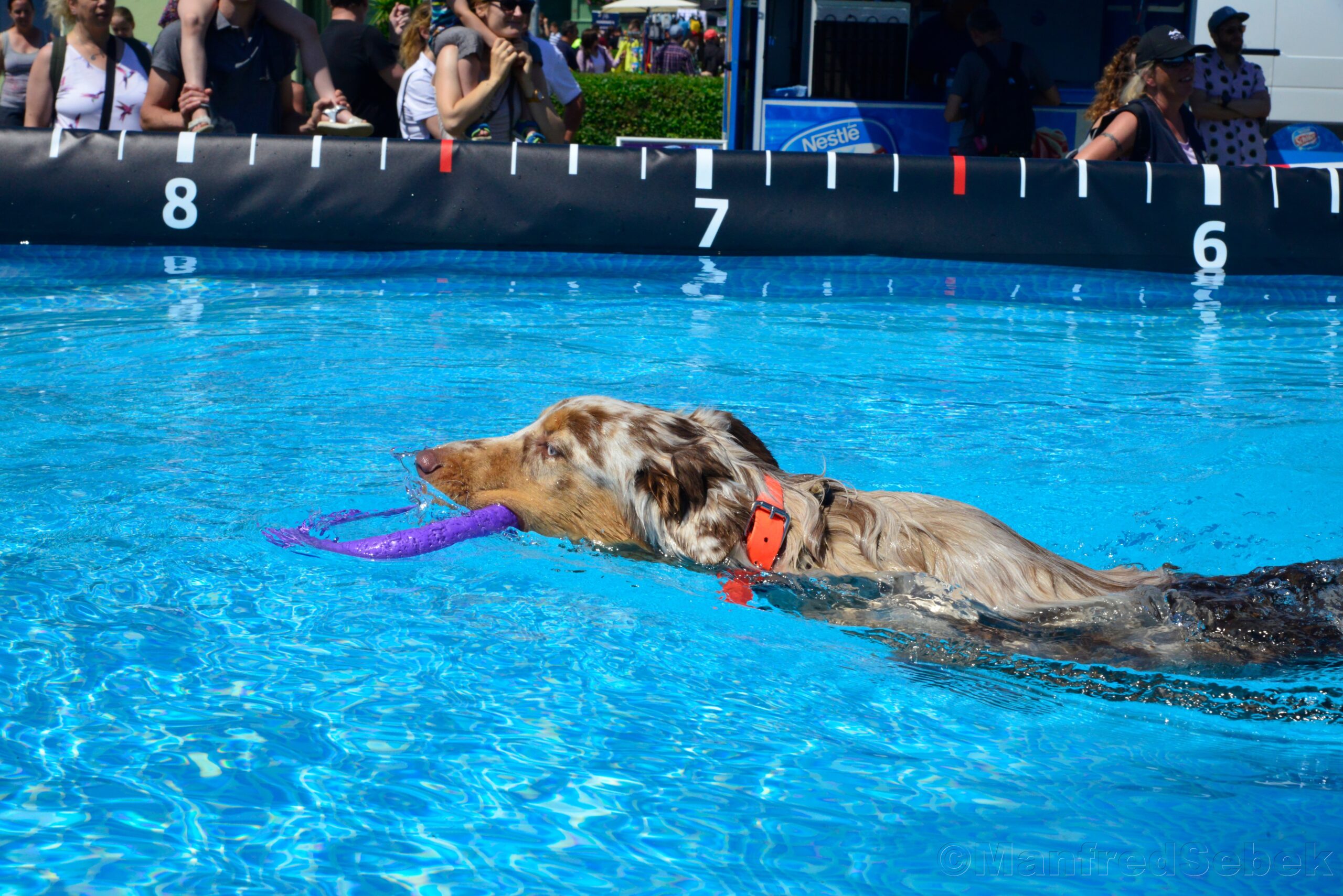 Hundetag Baden am 8. June 2025 @ Trabrennbahn Baden. Hundetag Baden am 8. June 2025 @ Trabrennbahn Baden.