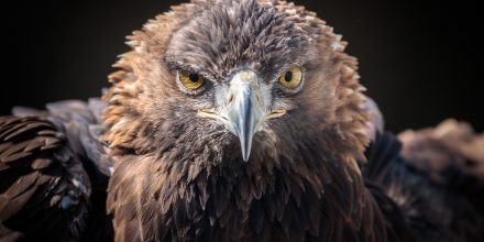 Fotokurs Greifvogelschau Riegersburg