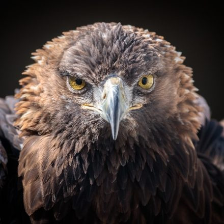 Fotokurs Greifvogelschau Riegersburg