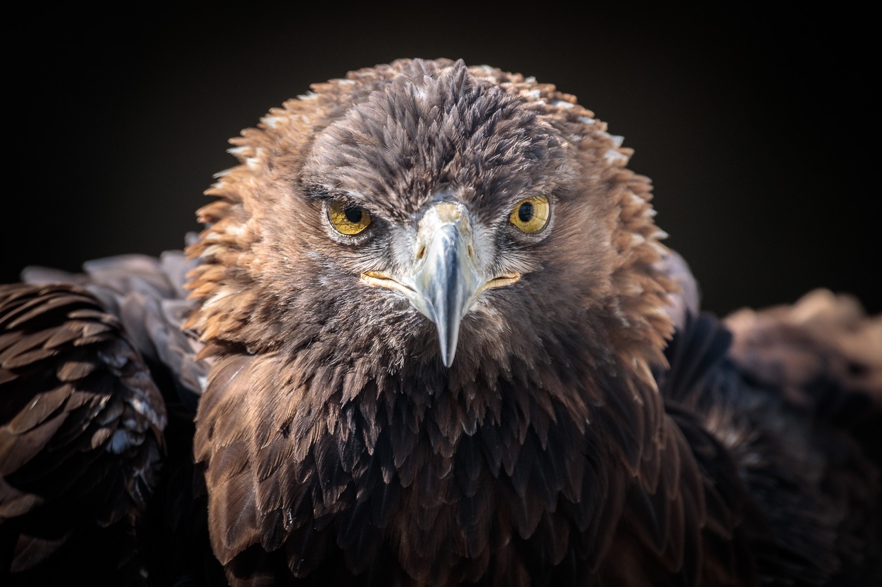 Fotokurs Greifvogelschau Riegersburg am 9. May 2026 @ Greifvogelwarte Riegersburg.