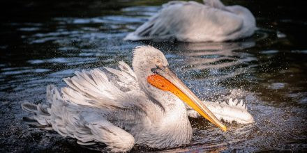 Fotokurs Tiergarten Schönbrunn