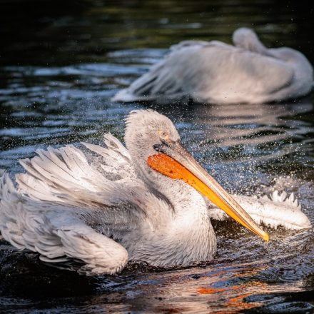 Fotokurs Tiergarten Schönbrunn
