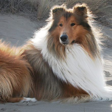 Internationale Rassehundeschau 2026