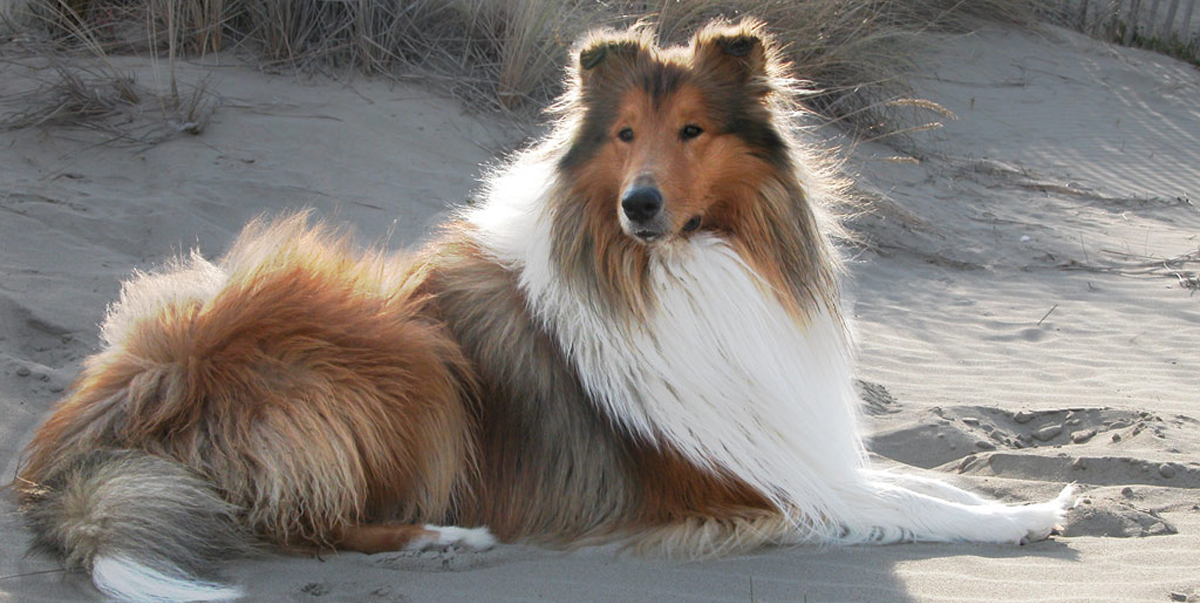 Internationale Rassehundeschau 2026 am 11. December 2026 @ Messe Wels.