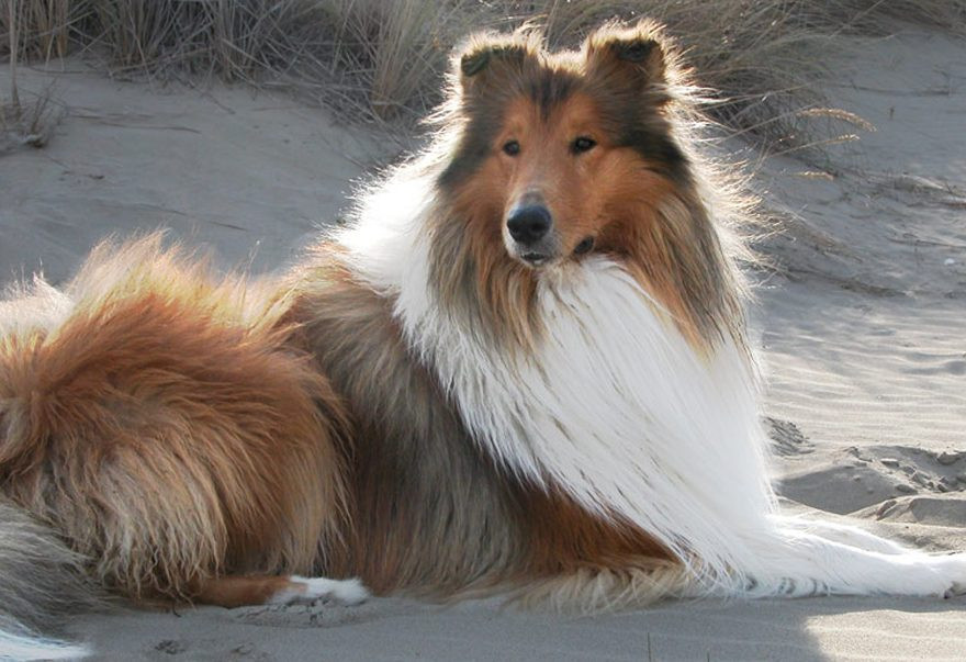 Internationale Rassehundeschau 2026