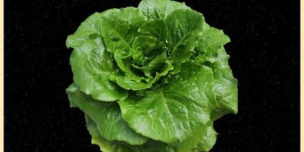 Lettuce