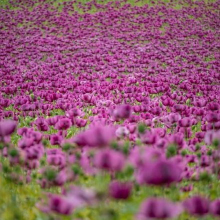 Musik zum Anfang des Sommers