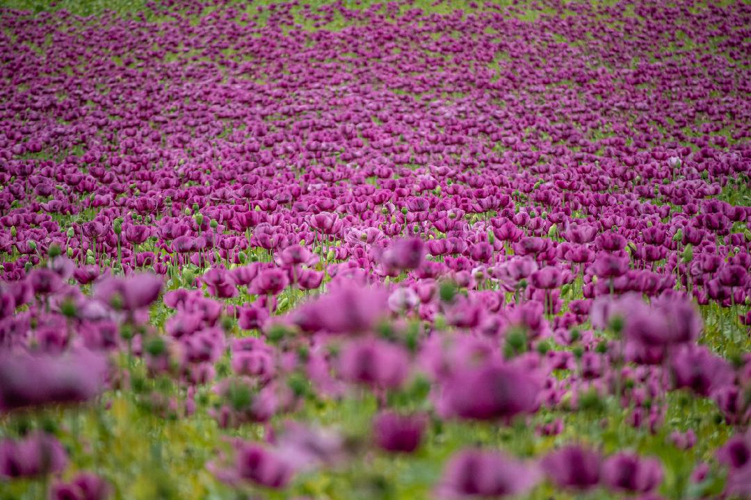 Musik zum Anfang des Sommers am 11. June 2026 @ OFF Theater.