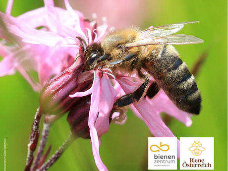 Imkermesse 2027 am 13. February 2027 @ Messe Wels.