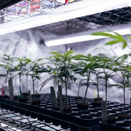 CULTIVA Hanfexpo 2026