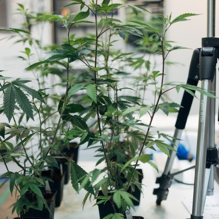 CULTIVA Hanfexpo 2026