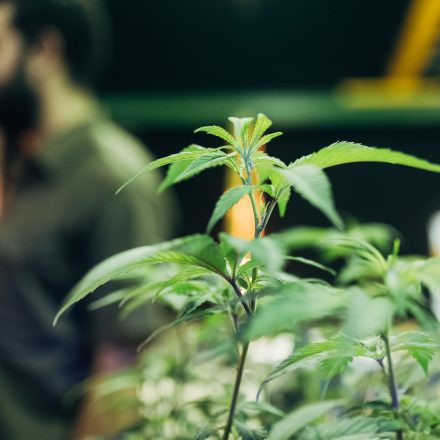 CULTIVA Hanfexpo 2026