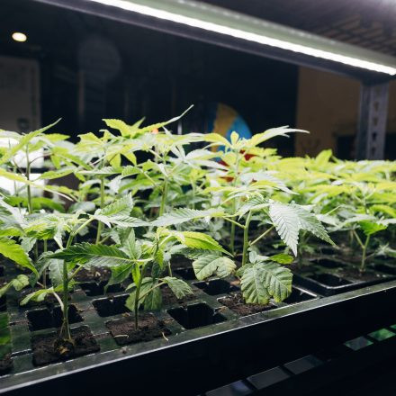 CULTIVA Hanfexpo 2026