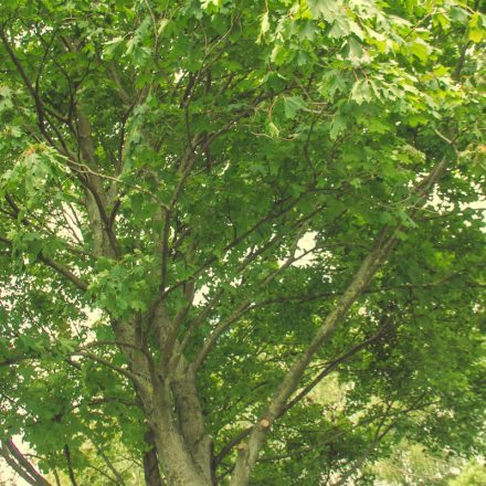 Frequency Festival 2014 Day 1 - Part 5 @ Green Park