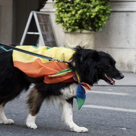 Regenbogenparade 2016 - Part 2