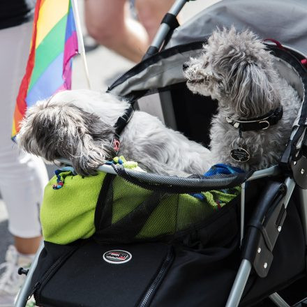 Regenbogenparade 2016 - Part 2