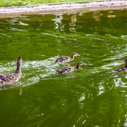 Pokemon Go! Lockmodulparty @ Stadtpark Wien