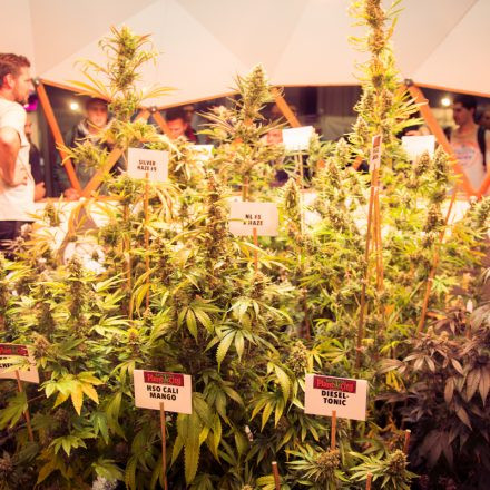 Cultiva International HEMP EXPO @ Pyramide Vösendorf