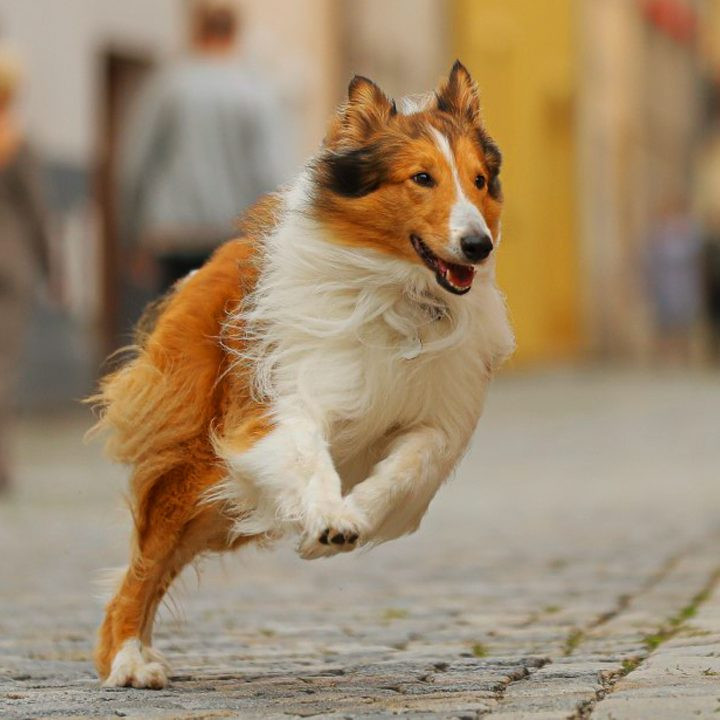 Lassie - Eine abenteuerliche Reise, Ruf der Wildnis, Einsam Zweisam