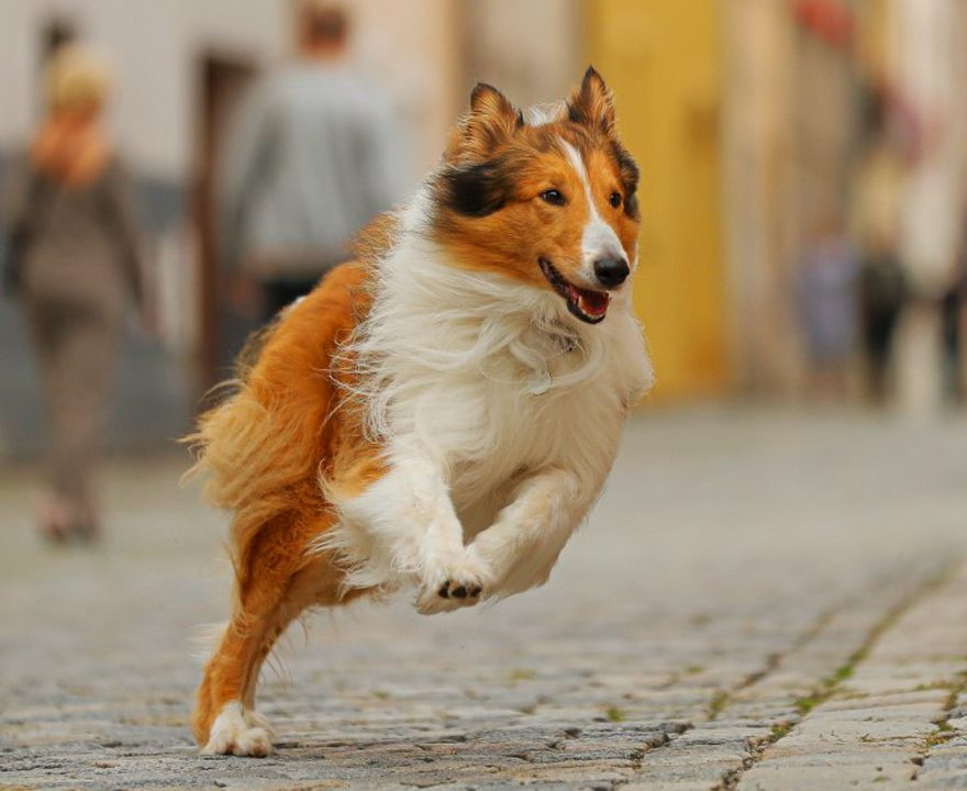 Lassie - Eine abenteuerliche Reise, Ruf der Wildnis, Einsam Zweisam