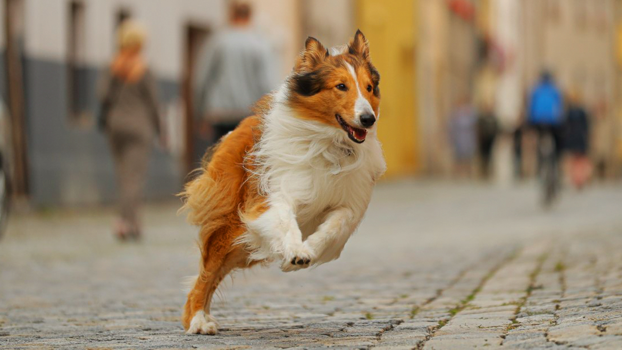 Lassie - Eine abenteuerliche Reise, Ruf der Wildnis, Einsam Zweisam